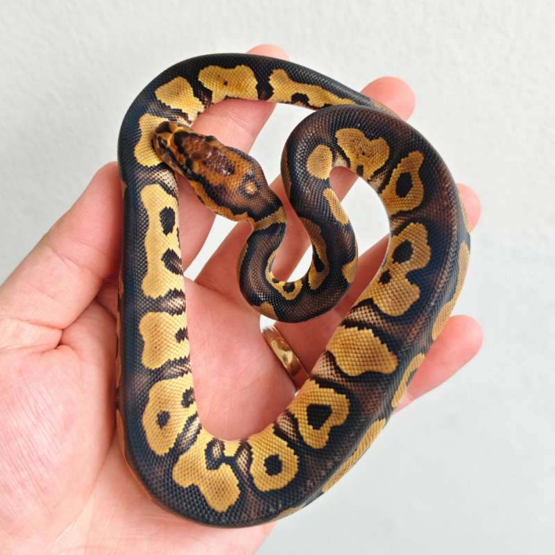 Chocolate Clown Male