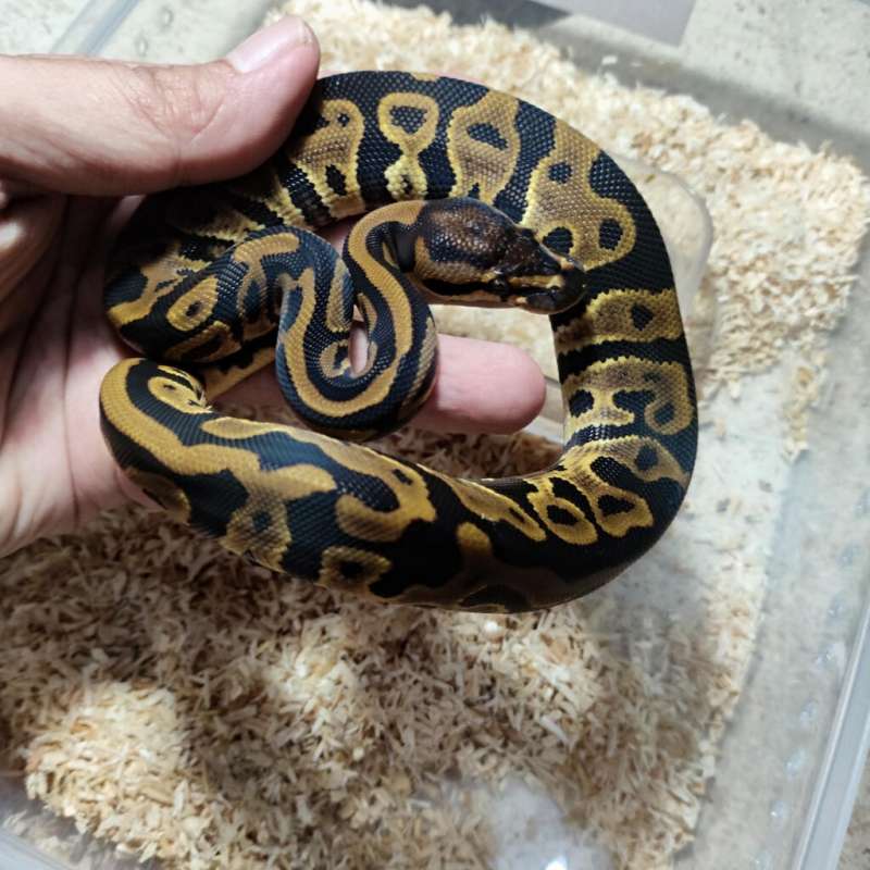 Leopard gravel het clown
