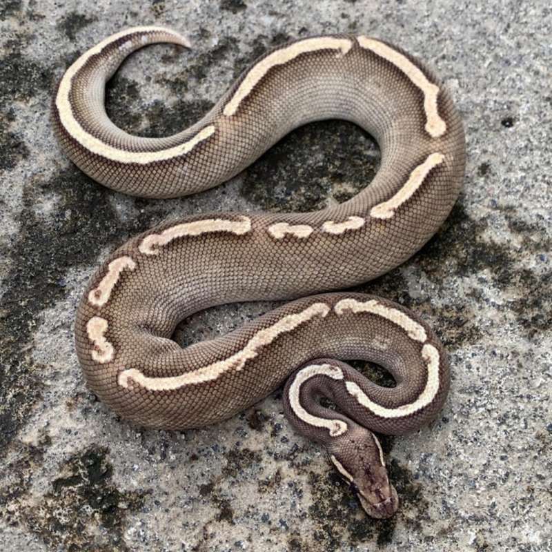 GHI Mojave Proven