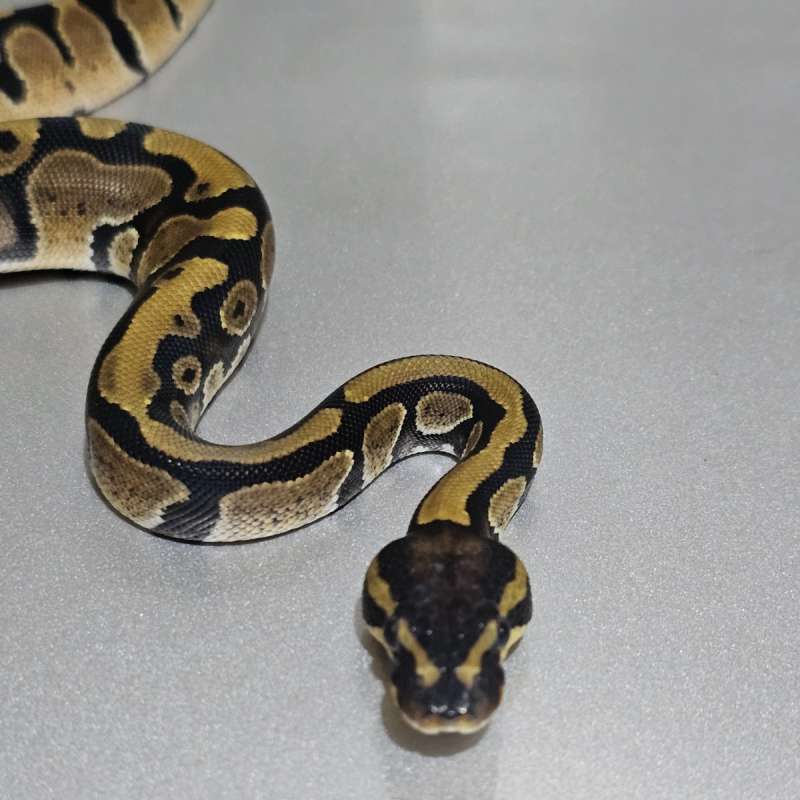 Enchi dh Albino Pied