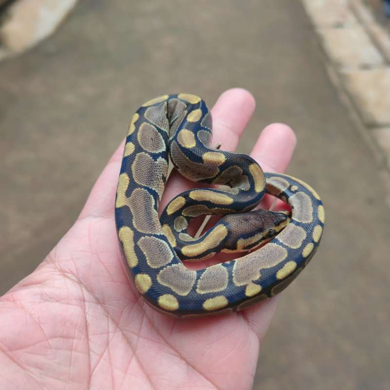 Ball python wild type normal motif ajib unsex baby