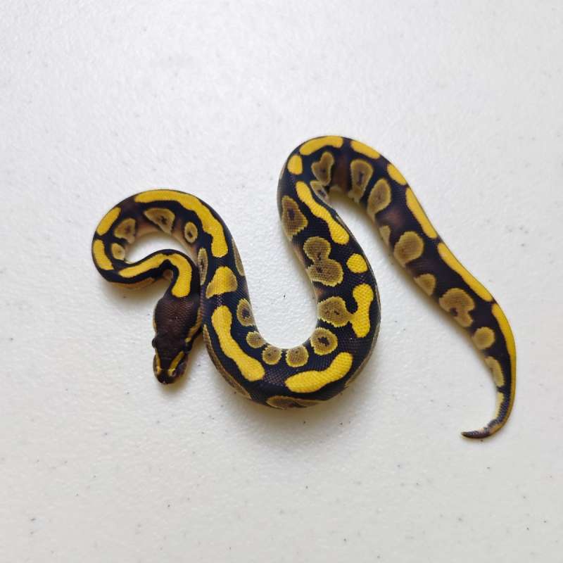 Mojave ph Pied Male