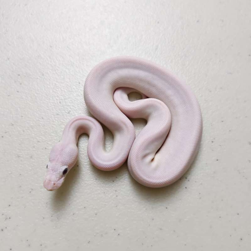 Lucy BEL poss Pastel Orange Dream ph Pied Female