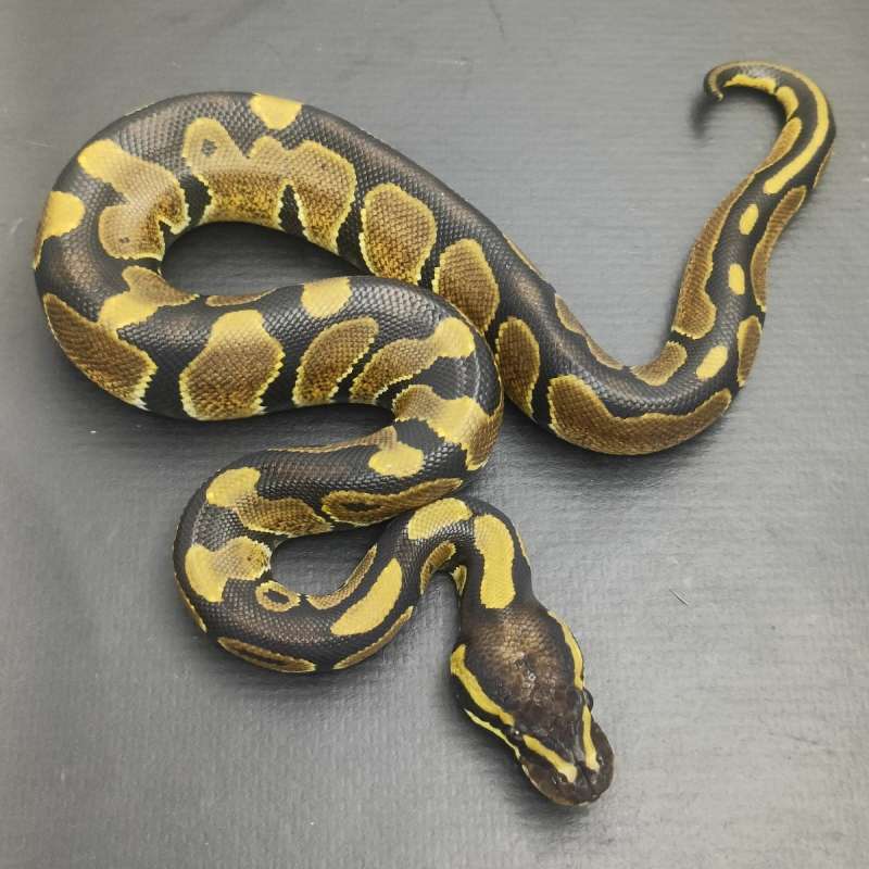 ⭐-Female Enchi-⭐