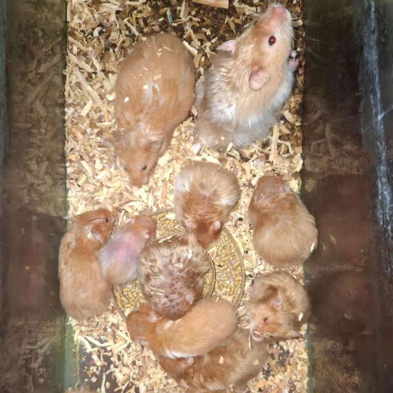 Hamster Syrian 11 ekor