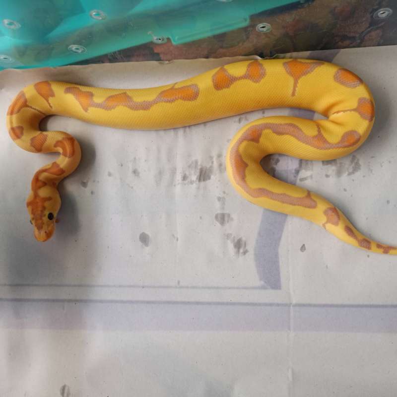 Banana enchi clown (F.maker)