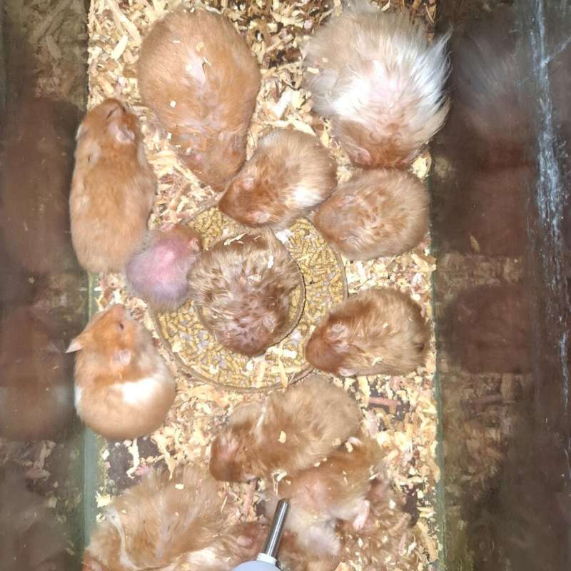 Hamster Syrian 11 ekor