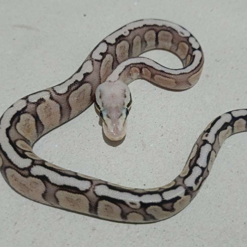 Ghi fire fly specter/yellow belly