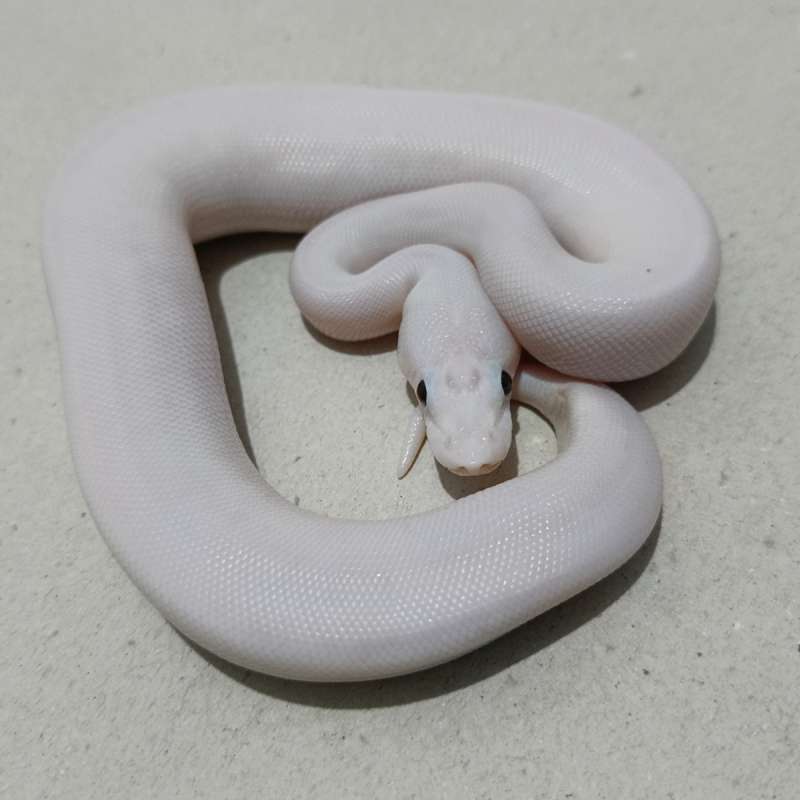 White weeding clown/het clown poss orange dream