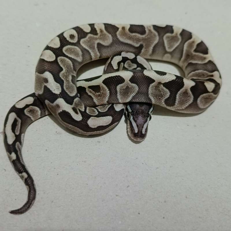 Ghi lesser scaleles head ph axantic tsk