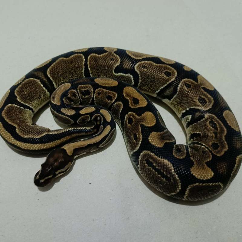 Double het vpi axantic pied