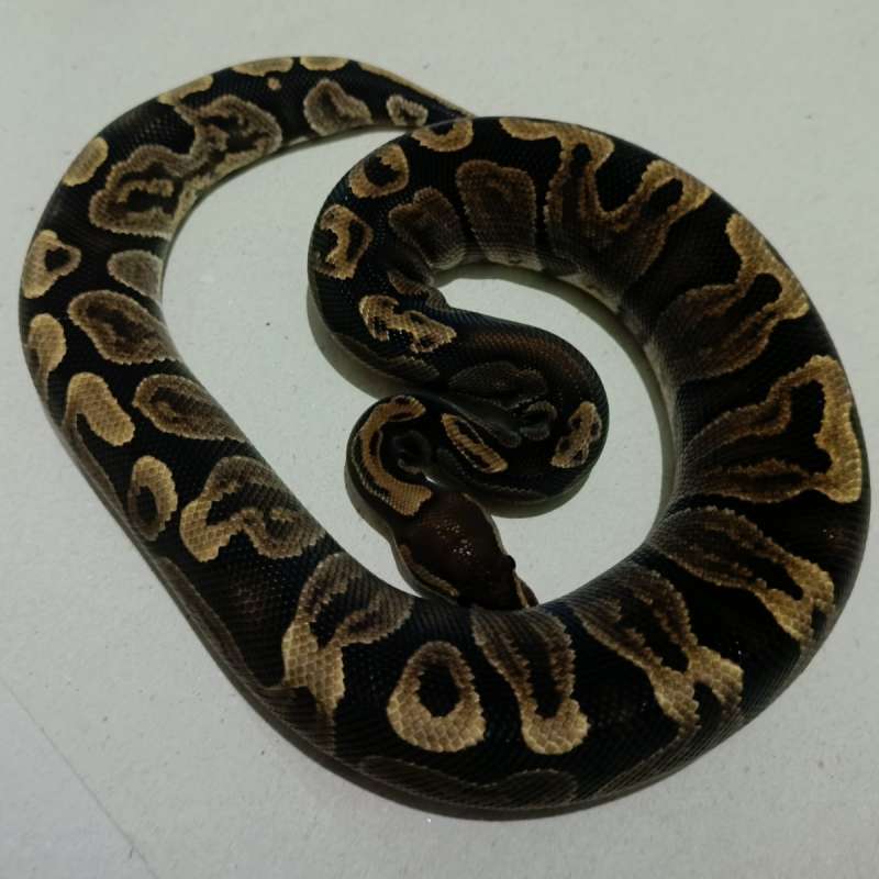 Super GHi enchi poss het lavender pied