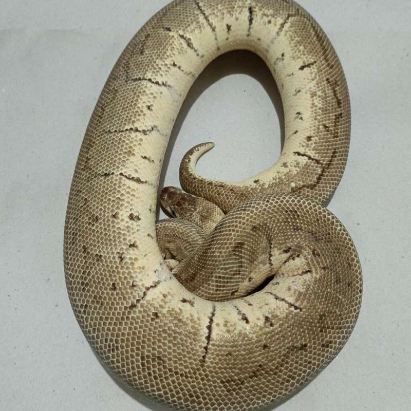 Lemon blast specter het deserd ghost ( proven )