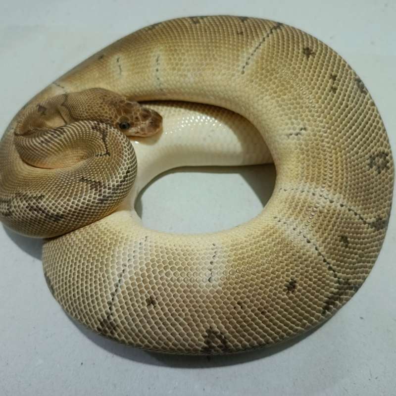 Pinstripe clown het sunset (rere item)