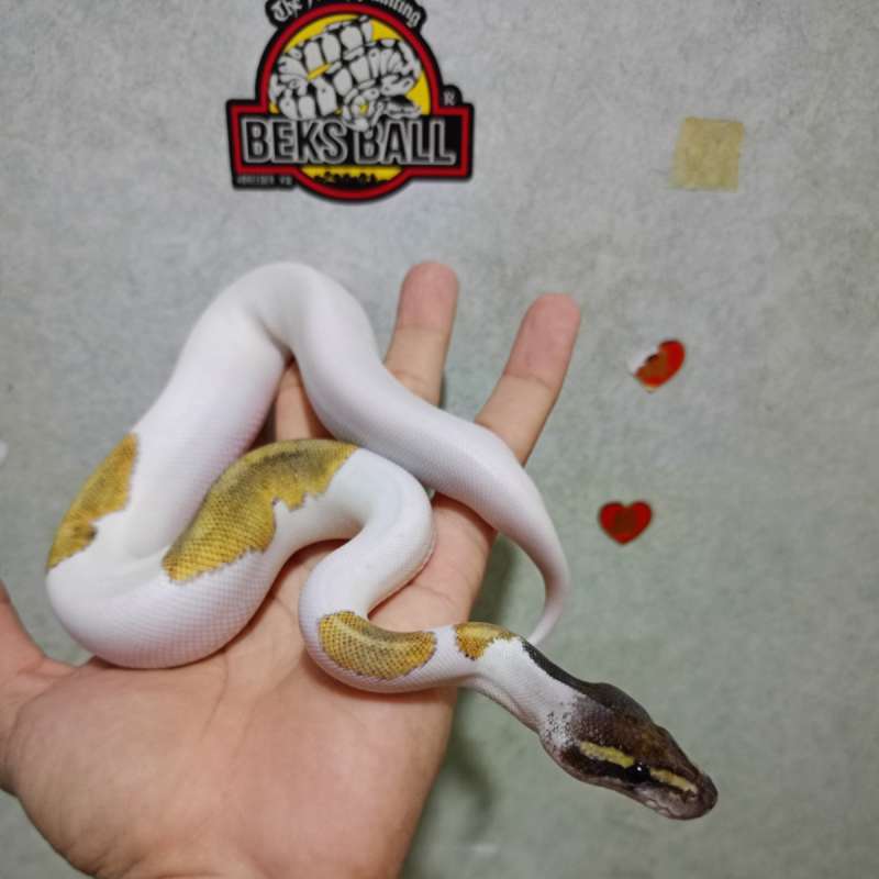 Mojave pied
