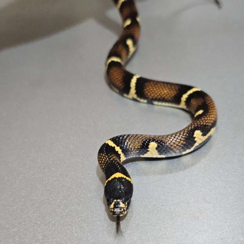 Hybrid Calduran dh Hypo Albino