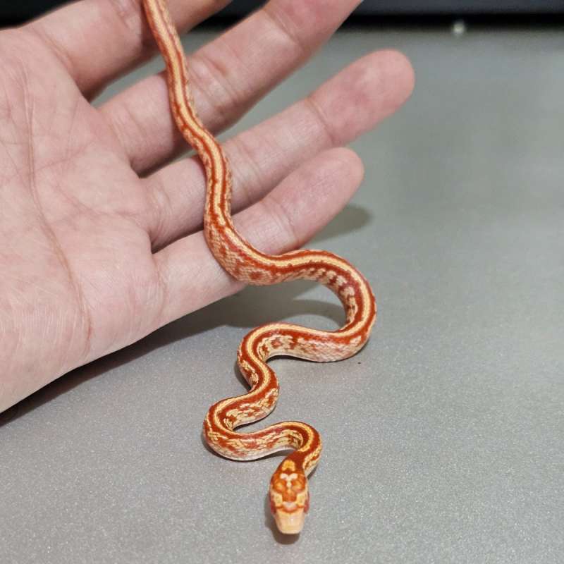 Hybrid Supercorn Albino Tessera