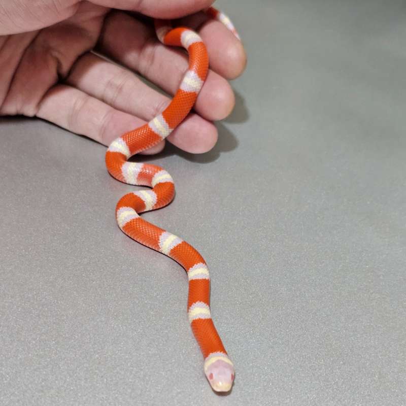 Milksnake Nelsoni Albino