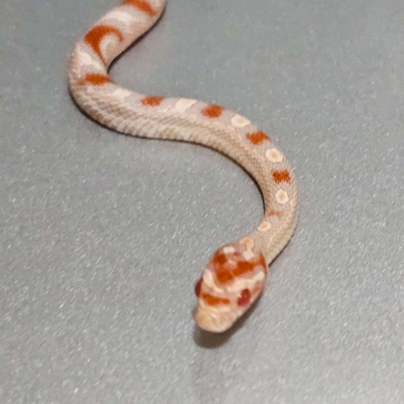 Cornsnake Extreme Reverse Okeetee