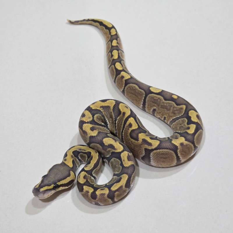 Cypress Enchi GHI Hypo