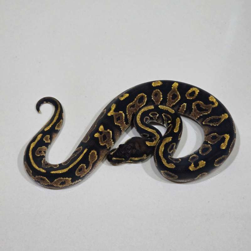 Hurricane Yellow Belly Het Pied