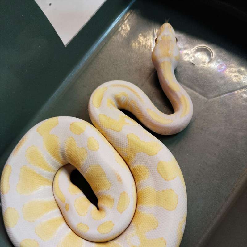 Lavender het DG ph Clown