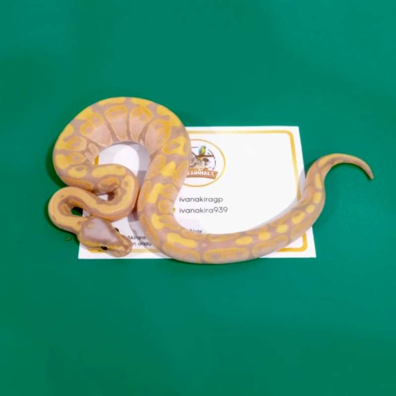 Banana Ball Python (Female Maker) [250404M]