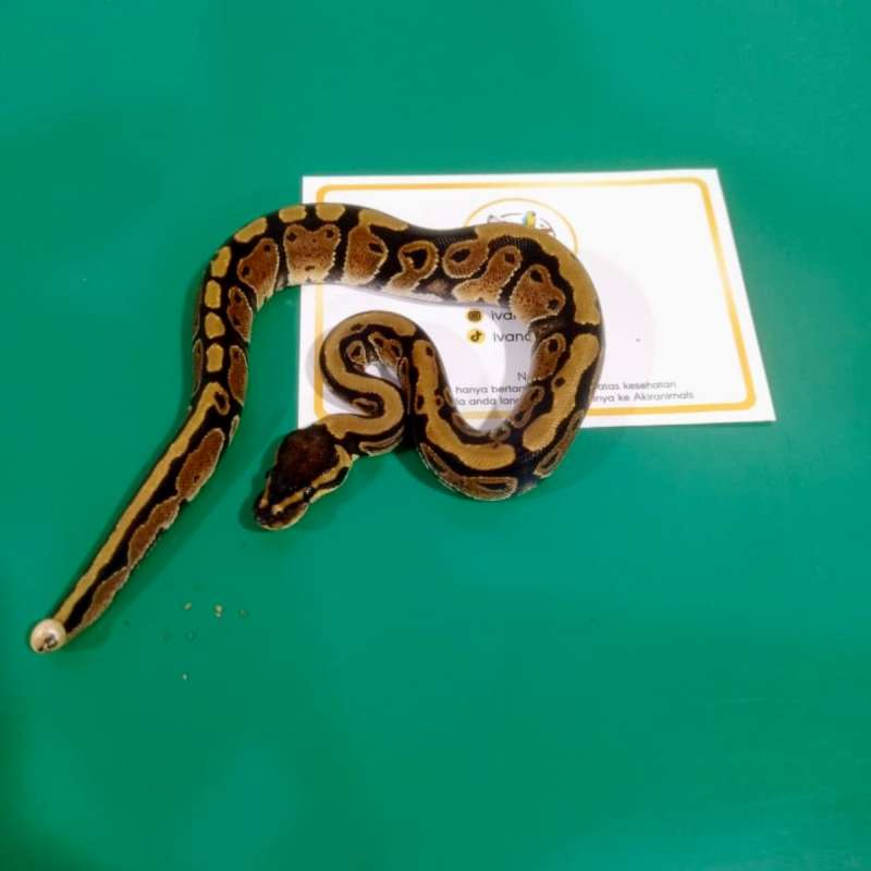 Normal Ball Python (Minus Ekor) [250402F]