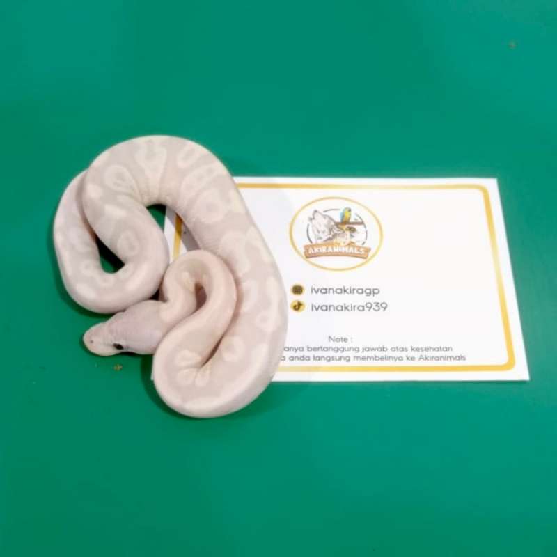 Super Banana Phantom Ball Python [250406M]