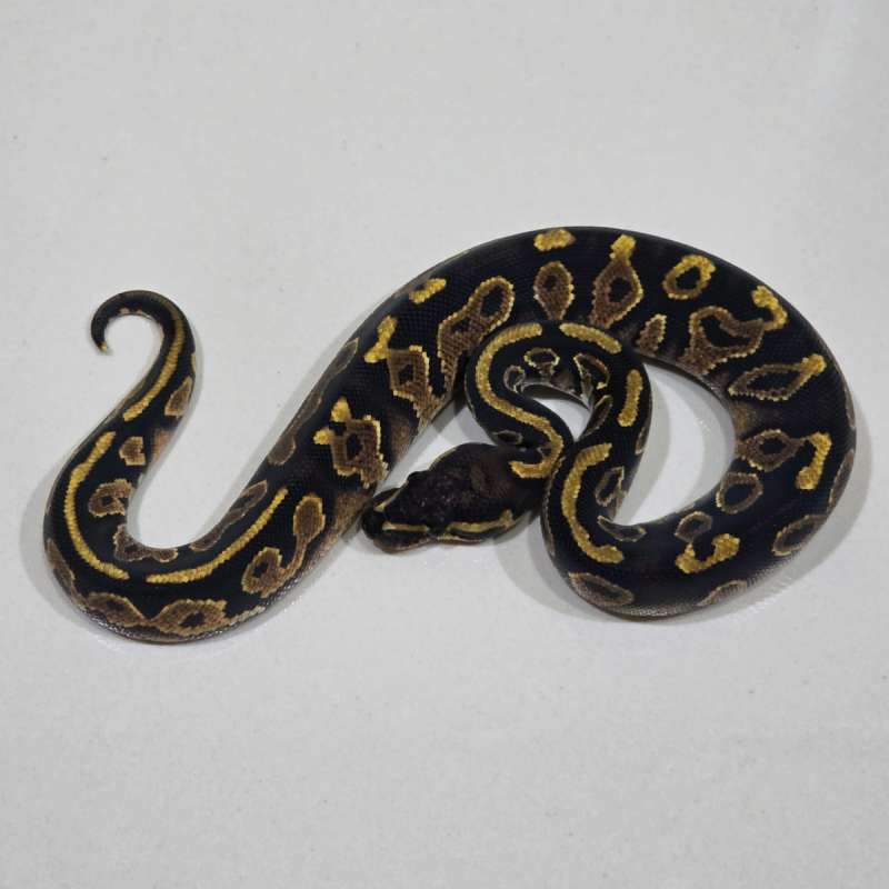 Male Hurricane Het Pied