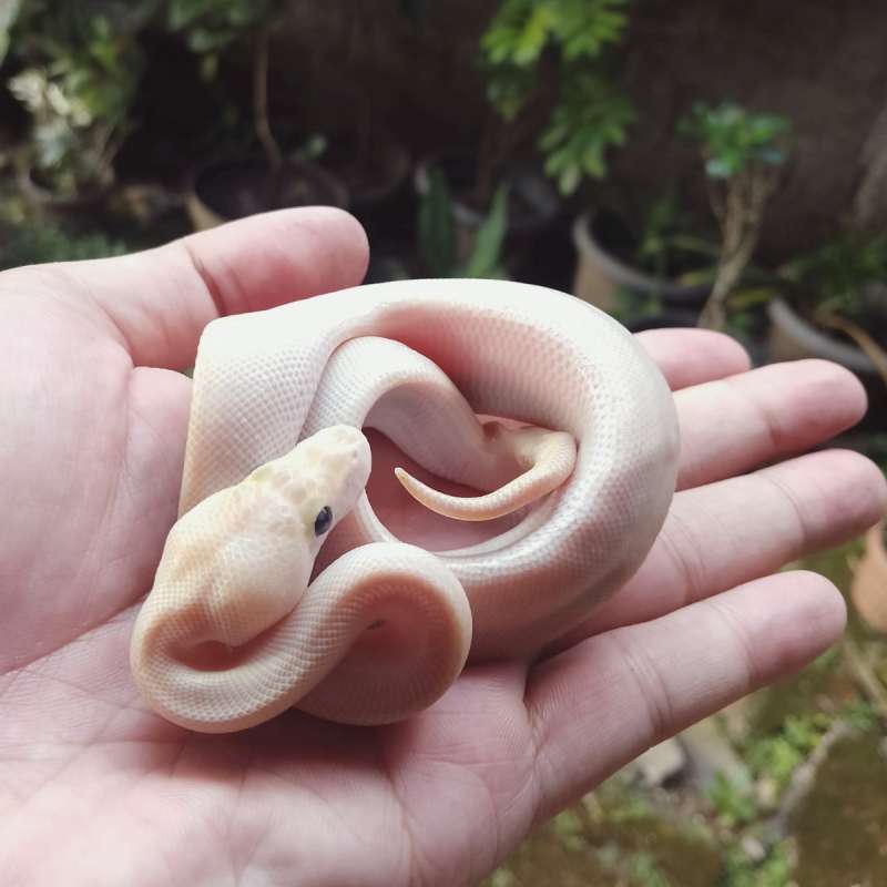 Ivory poss Cypress (Rare Itemz)