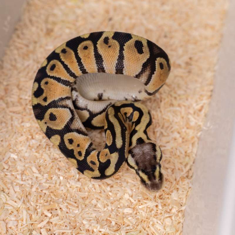 PASTEL HET CRYPTON PH DG