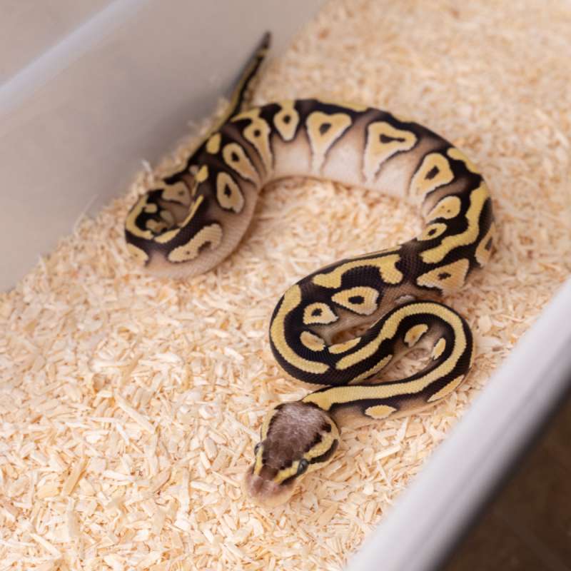 PASTEL MOJAVE HET CRYPTON PH DG