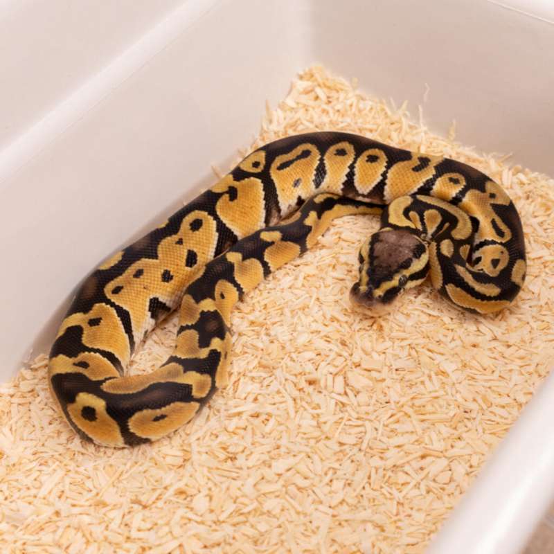 PASTEL HET CLOWN
