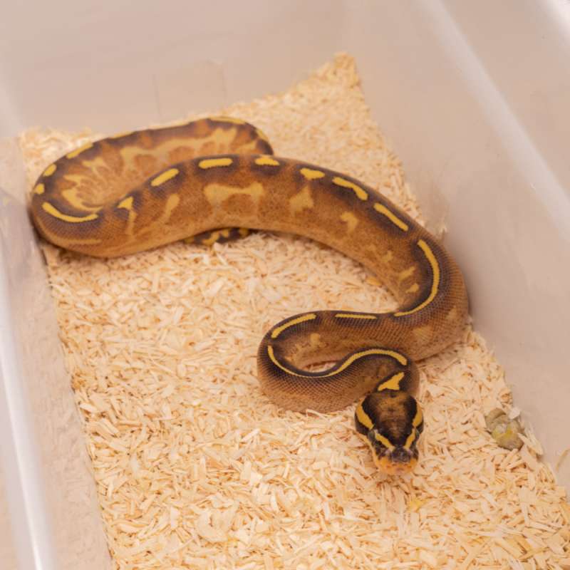 FREEWAY POSS GENE-X PH PIED