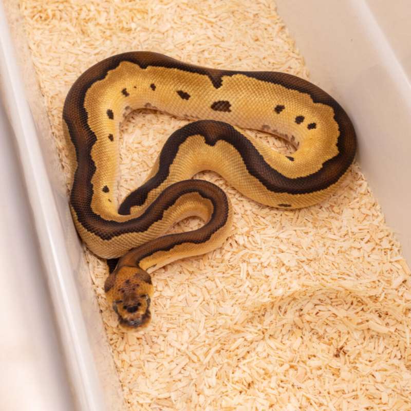 ORANGE DREAM BLADE CLOWN