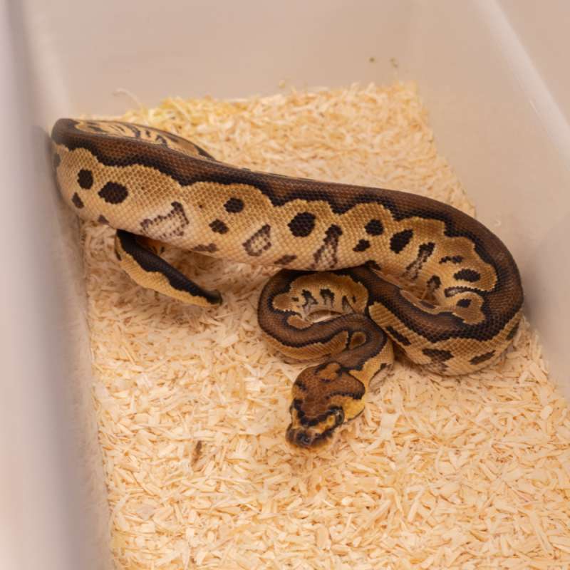 ORANGE DREAM HURRICANE CLOWN