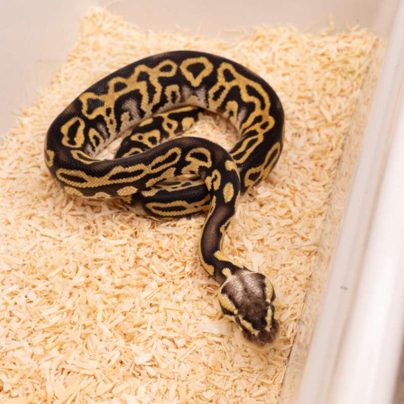 PASTEL LEOPARD POSS WOOKIE HET CRYPTON PH DG