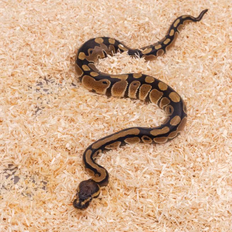 NORMAL HET CLOWN (TAIL TIP)