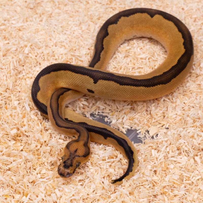 BLADE CLOWN (POSS OD)