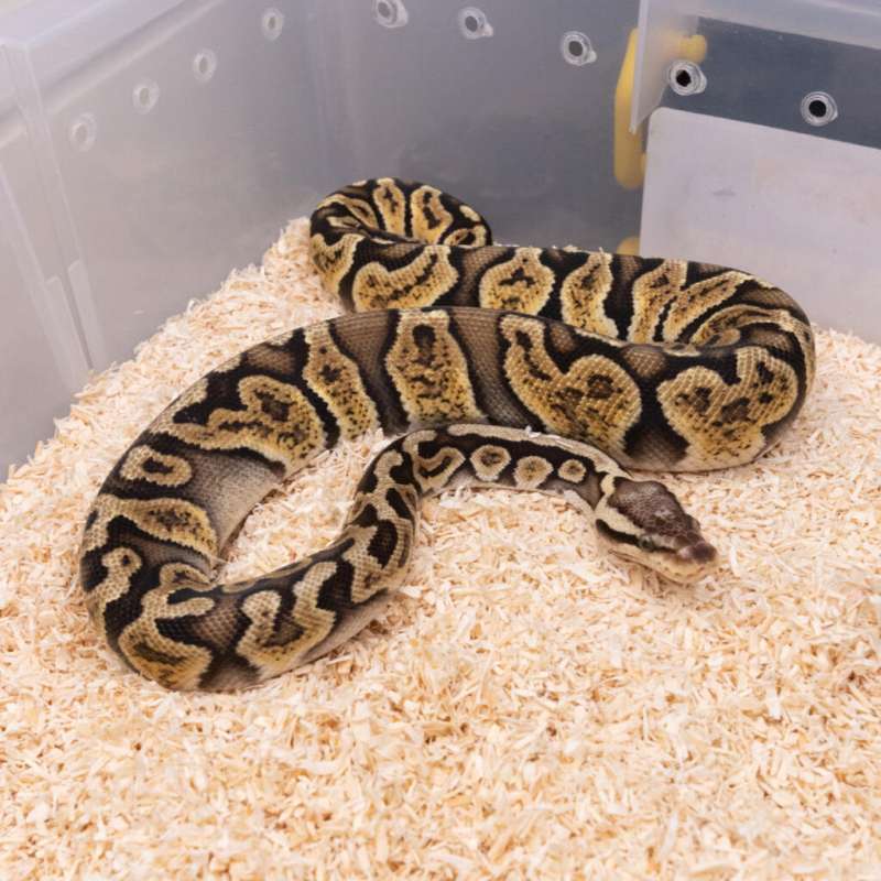 PASTEL GHI HET CRYPTON PH DG