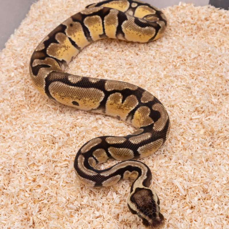 PASTEL ENCHI HET CRYPTON PH DG