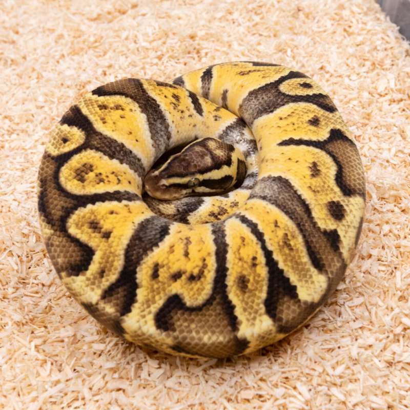 PASTEL GHI ENCHI HET CRYPTON PH DG