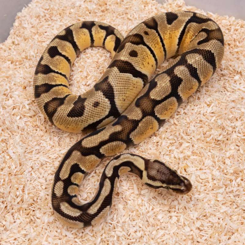 PASTEL ENCHI HET CRYPTON PH DG