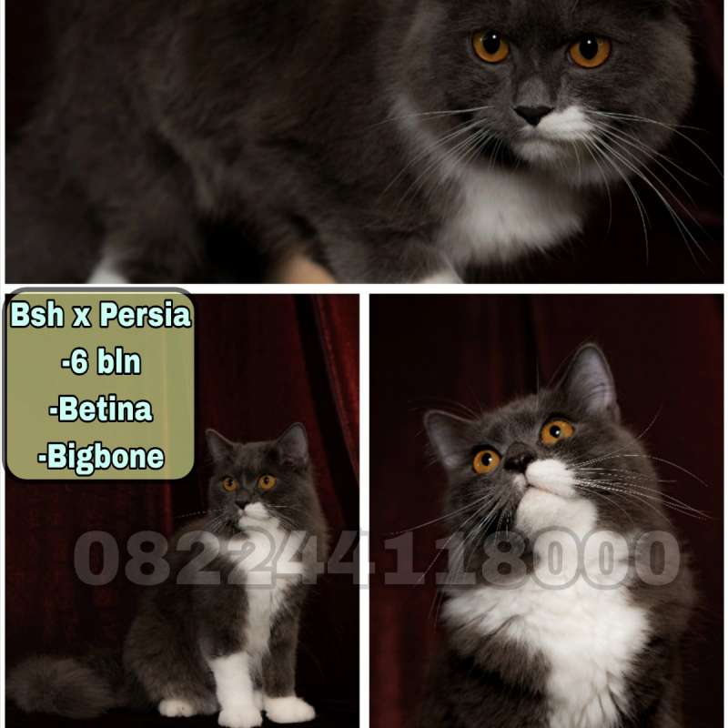 Kucing Persia x Bsh