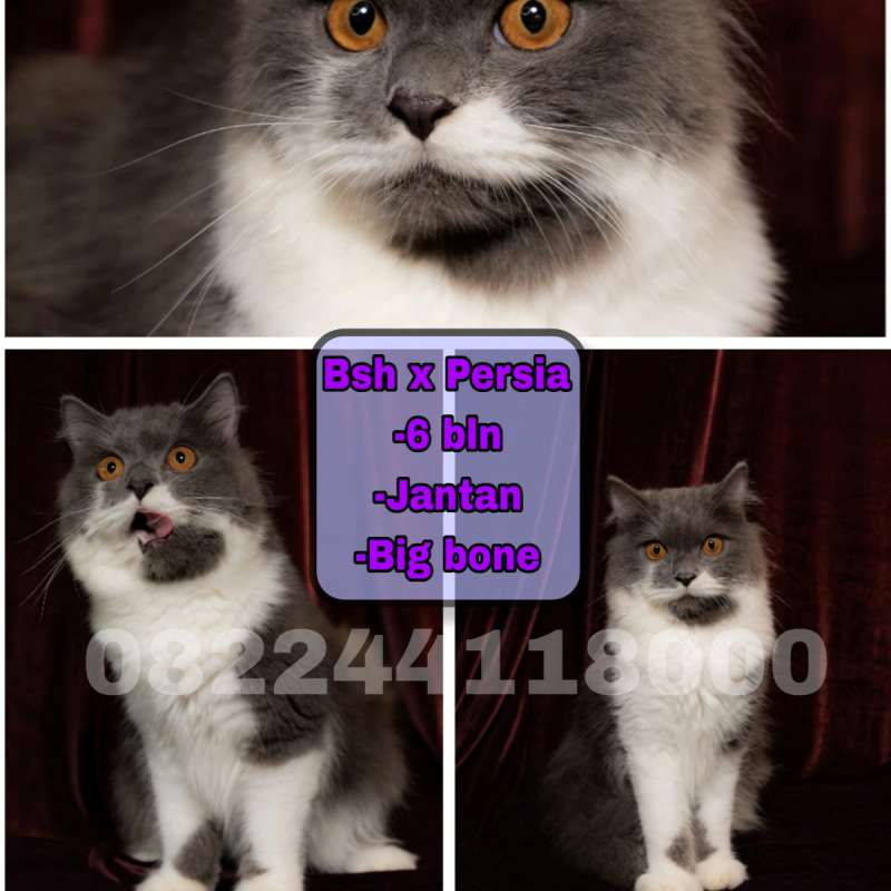 Kucing Persia x Bsh