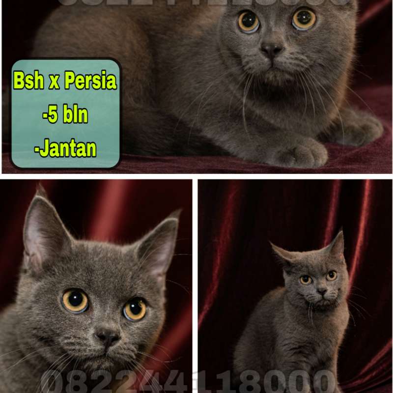Kucing Bsh x Persia