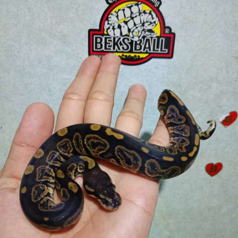 Blackpastel Het Albino (POSLANG)