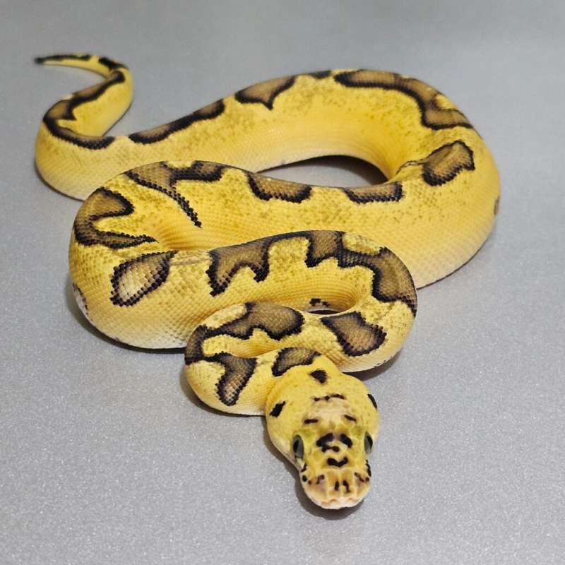 Enchi Pastel Clown +