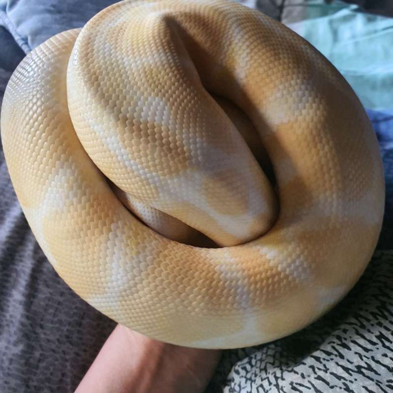 Ballphyton Albino Male Adult